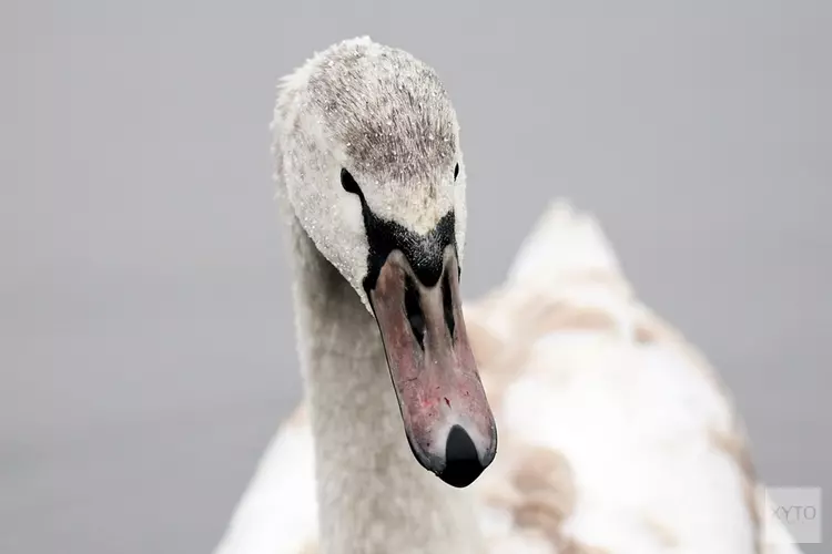 Sassenheimse stroper aangehouden met gewonde zwaan