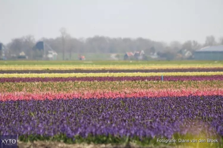 Burgemeesters: ‘Blijf dit weekend weg uit de Bollenstreek!’