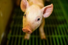 Pensioenfonds ABP negeert dierenwelzijn in nieuw beleid