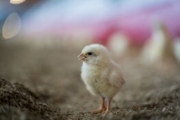 Pensioenfonds ABP negeert dierenwelzijn in nieuw beleid
