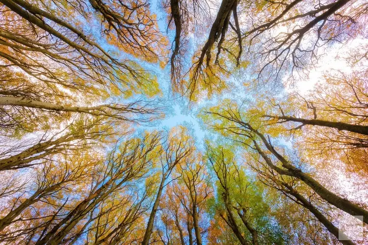 Klimaat gebaat bij grote bomen in Teylingen