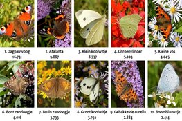 Tuinvlindertelling: 73.000 vlinders geteld in drie dagen