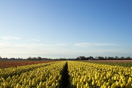 €20 miljoen voor bereikbaarheid Duin- en Bollenstreek