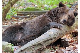 Samenwerken voor een beerwaardig bestaan