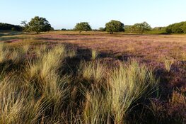 Heide-excursie in de duinen van De Zilk