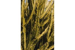 Zeewier groeit door in Zuid-Holland: van belofte naar business